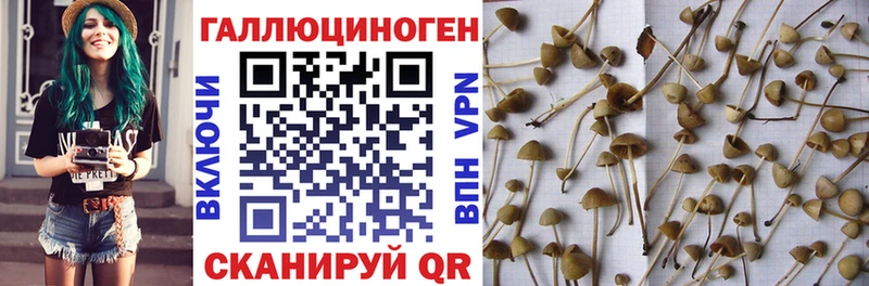 Псилоцибиновые грибы Magic Shrooms  Ярославль 